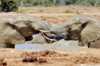 Picture of Elephants
