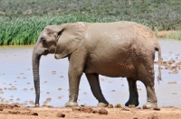 Picture of Elephant