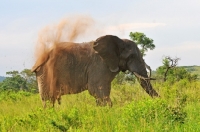 Picture of Elephant