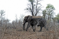 Picture of Elephant