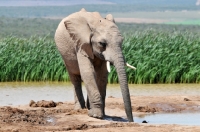 Picture of Elephant