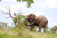 Picture of Elephant