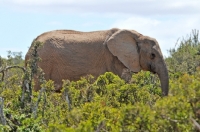 Picture of Elephant