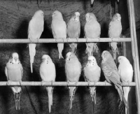 Picture of eleven parrots perched in two lines