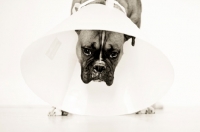 Picture of elizabethan collar on boxer