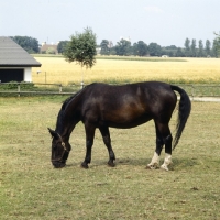 Picture of elminchen, old type oldenburg mare