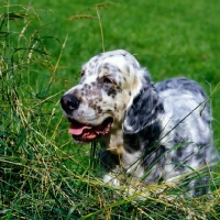 Picture of elswood seranade, english setter in long grass, head study