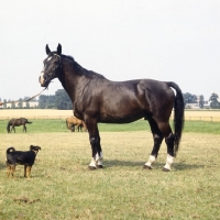 Picture of emir old type oldenburg gelding