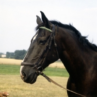 Picture of emir, old type oldenburg gelding head study