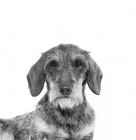 Picture of eng & aust. ch culdees ulric, miniature wire haired dachshund