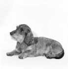 Picture of eng & aust. ch culdees ulric, miniature wire haired dachshund