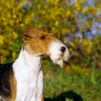 Picture of eng/am/ irish ch galsul excellence, wire fox ferrier head study