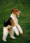 Picture of eng/am/ irish ch galsul excellence, (reversed. flipped) wire fox terrier standing on hind legs in usa