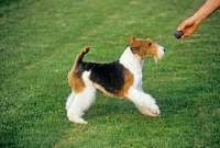 Picture of eng/am/ irish ch galsul excellence, wire fox terrier playing