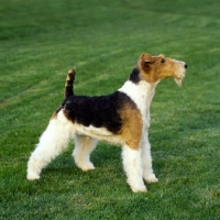 Picture of eng/am/ irish ch galsul excellence (reversed, flipped) wire fox terrier standing on grass