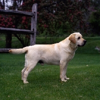 Picture of eng/am sh ch receiver of cranspire, famous labrador
