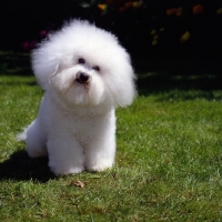Picture of eng/irish ch sulyka snoopy, bichon frise sitting on grass