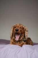 Picture of English and American Cocker Spaniel crossbreed dog yawning