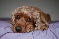Picture of English and American Cocker Spaniel crossbreed dog resting on bed