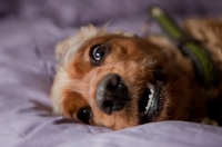 Picture of English and American Cocker Spaniel crossbreed dog lying on bed