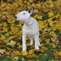 Picture of english bull terrier puppy in autumn leaves