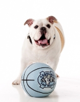 Picture of English Bulldog behind a ball