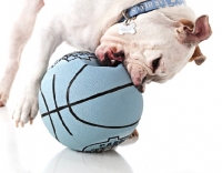 Picture of English Bulldog chewing ball
