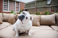 Picture of english bulldog cocking head