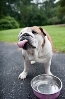 Picture of english bulldog drinking from water bowl