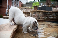 Picture of english bulldog drinking from swimming pool