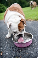 Picture of english bulldog drinking from water bowl