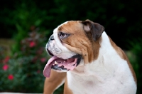 Picture of english bulldog in profile