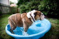 Picture of english bulldog in wading pool