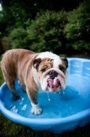 Picture of english bulldog in wading pool