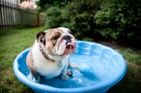 Picture of english bulldog in wading pool