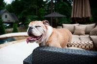 Picture of english bulldog laughing
