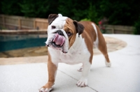 Picture of english bulldog licking nose