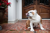 Picture of english bulldog licking nose