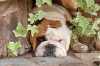 Picture of English Bulldog looking lazy