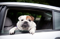 Picture of english bulldog looking out car window