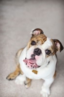 Picture of english bulldog looking up with tongue out