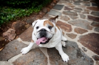 Picture of english bulldog looking up