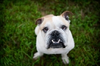 Picture of english bulldog looking up