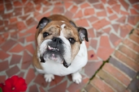 Picture of english bulldog looking up