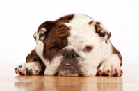 Picture of English Bulldog lying down on floor, wearing nail polish 