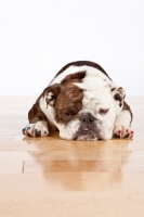 Picture of English Bulldog lying down on wooden floor