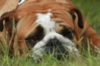 Picture of English Bulldog lying down