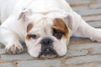 Picture of English Bulldog lying down