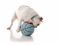 Picture of English Bulldog playing with basketball