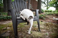 Picture of english bulldog puppy climbing onto adirondack chair (back view showing tail)